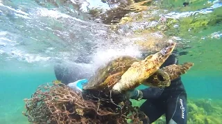 Tangled in Fishing Net | Sea Turtle Rescue