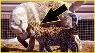 Mother dog saved a leopard cub, then years later, the incredible happened. | UNKNOWN FACTS