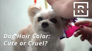 Dog Hair Dye: Cute or Cruel? | Pretty Smart | Racked