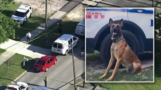 ‘Violent criminal’ killed by police after murdering Florida K-9