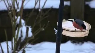 Pair of Bullfinches visit garden feeder