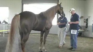 PERFORMANCE TENNESSEE WALKING HORSE FULL INSPECTION PROCESS