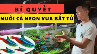 Bí quyết nuôi cá neon vua bất tử | Nguyễn Du aqua