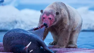 الدب القطبي - المفترس الأكثر دمويّة في القطب الشمالي