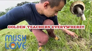 HOW TO FIND GOLDEN TEACHERS! GOOD DAY MUSHROOM HUNTIN 🍄🔥   #mushrooms #educational