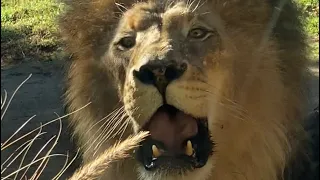 Izu roaring up close safari park San Diego