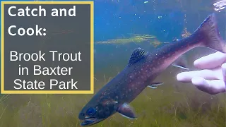 Brook Trout Catch and Cook + Fly Fishing in a Remote area of Maine