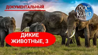 🎭ДИКИЕ ЖИВОТНЫЕ. СЕРИИ 9 - 13🌎 ДОКУМЕНТАЛЬНОЕ КИНО 🎆 2014