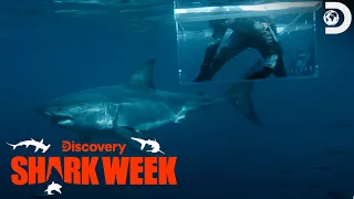 Jimmy Survives a GREAT WHITE ATTACK! | Shark Week | Discovery