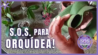 PASSO A PASSO PARA RECUPERAR ORQUÍDEA COM FOLHAS MURCHAS | S.O.S. Orquídeas