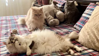 Lazy afternoon of Cats | Relaxing Cats #catvideos #catlife #catvlogs