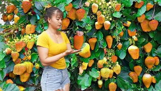 Harvesting RED ROI Fruit Goes to market sell - Animals Care | Phuong Daily Harvesting