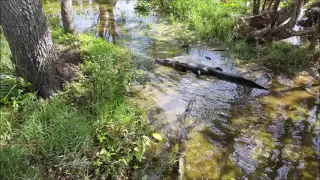 Welcome to the Everglades: brilliant nature, beautiful animals!