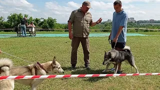 экстерьер 2021 Западно-Сибирские Лайки  часть 2