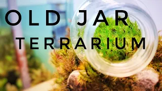 Old jar terrarium 2 (Recycle an old jar into a terrarium) | #terrarium 12