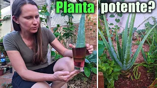 How to Use and Get the Benefits of This Amazing Plant