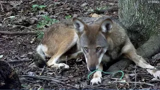 Caught in the Act! Wolf Eats Webcam...