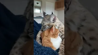 Bobcat hugging his house cat friend!
