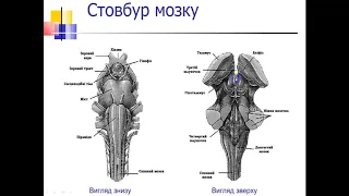 Анатомія головного мозку.