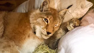 Lynx cubs have learned to hiss / Hanna the lynx has made herself a nest