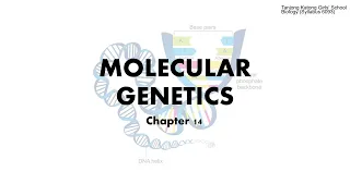 Biology| Chapter 14: Chromosomes, Chromatin, DNA