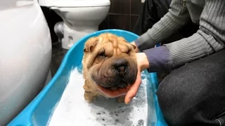 Shar Pei Teddy and His first washing in Children Bath