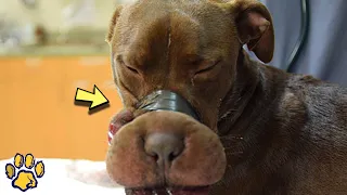The Poor Dog Had His Mouth Taped Shut! What Happened Next