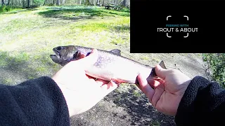 Trout Fishing with GULP! Minnows (Trout Cheat Code)
