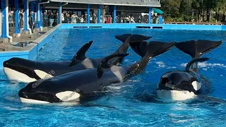 Orca Special Presentation - Jan. 21, 2024 - SW Orlando