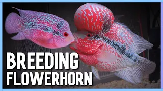 Easy way to Successfully Breed Flowerhorn in Aquarium