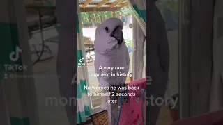 Historic moment with Buster the umbrella cockatoo