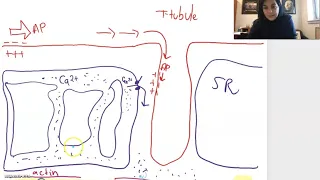 Muscle Excitation to Relaxation PART 2: Excitation Contraction Coupling