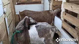Продажа коз ,козлят Англо- нубийской породы