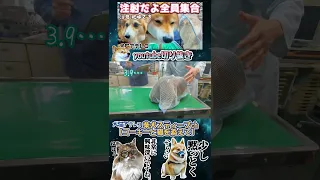 アテレコで狂犬病ワクチン＆猫の健康診断 #アテレコ #柴犬のいる暮らし #柴犬スティーブ #アフレコ #コーギー