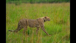 Maybe rainy days are lucky for cheetahs - Rainy morning visit to Rietvlei Dam and Nature reserve