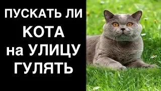 Шотландский кот на даче, стоит ли выпускать на самовыгул?