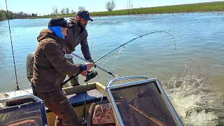 ДА СКОЛЬКО ИХ ТУТ! КЛЮЮТ ЛАПТЫ ТОЛЬКО ОПУСКАЙ! Рыбалка в Астрахани 2023 часть 3