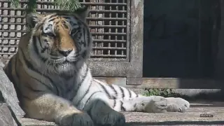 Видео-обзор: Leningrad Zoo. Тигр.