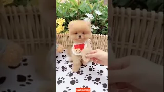 Cute and funny baby dog videos _ 💛Mini pomeranian | Tik tok animals #214 #shorts