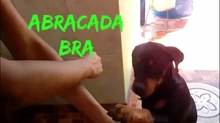 PERRO ASE TRUCO DE MAGIA