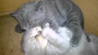 Самые милые котята (Часть 2) / Very sweet kittens (Part 2)