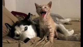 😺 Mom, he doesn’t want to play! 🐶 Funny video with dogs, cats and kittens! 🐱