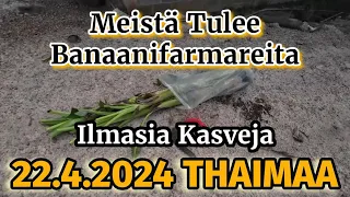 Varastettiinko Me Kasveja - Kohta On Omaa Banaania 22.4.2024 Thaimaa