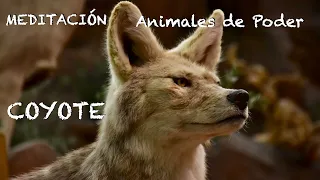 Meditación-Animal de Poder: COYOTE