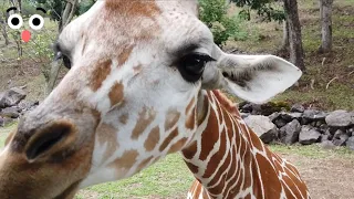 Nemenin LINDI Jalan-Jalan ke Taman Safari Prigen “Edisi Ngasih Makan Jerapah”