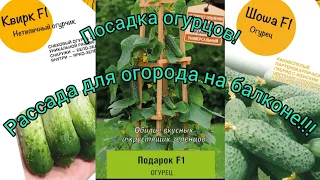 ПОЛНОЕ ВИДЕО. Посадка огурцов для огорода на балконе.#рассада #семена #огороддома #огурцы #сад