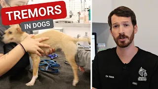 Tremors in Dogs || Causes and What They Mean