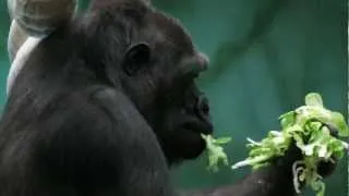 Гориллы. Gorilla. Moscow Zoo. 2013