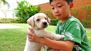 Yejun want Pet Friends Animal Family story for Kids