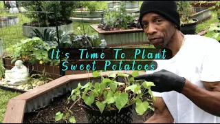 It's Time To Plant Sweet Potatoes - Slips and planting tips #gardening #garden #sweetpotato